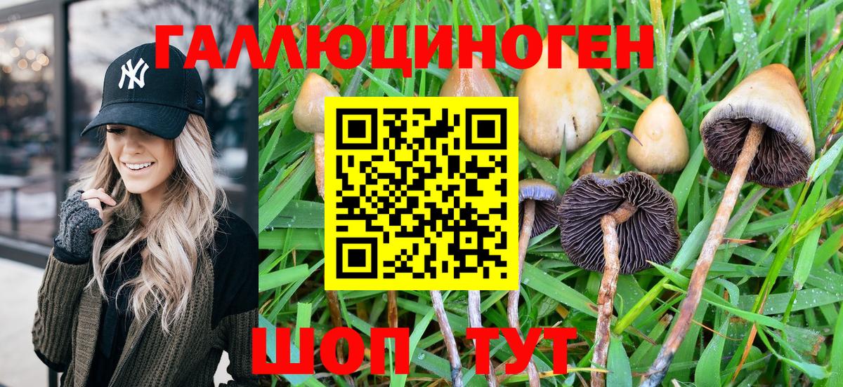 Псилоцибиновые грибы Psilocybine cubensis Надым